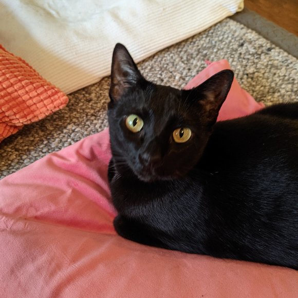 Meet your Posher, R. - Picture 9 of 11